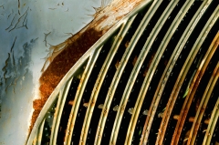 lasalle fender � Dave Hickey (hicspix)